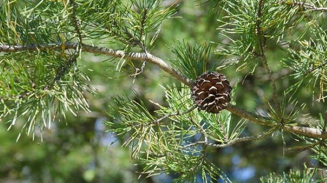 Pinus_virginiana_NCSU A branch covered in pine needles with a single pinecone.