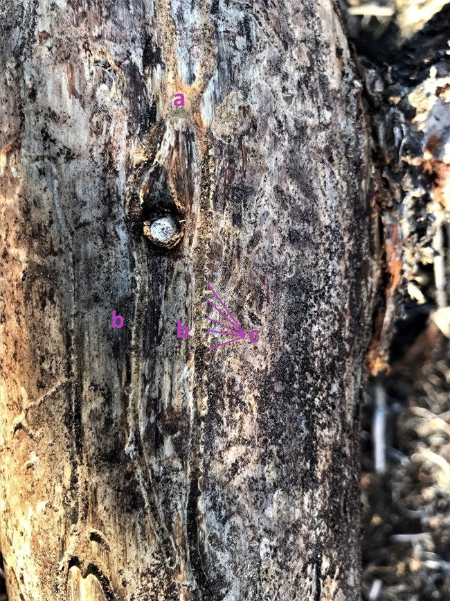 Pinyon engraver beetle nuptial chamber, egg galleries, and niches where eggs are  laid