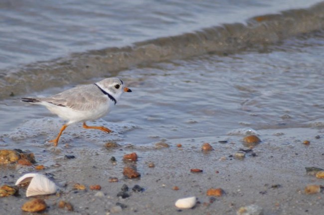 Piping Plover at Nantucket NWR Amanda Boyd USFWS