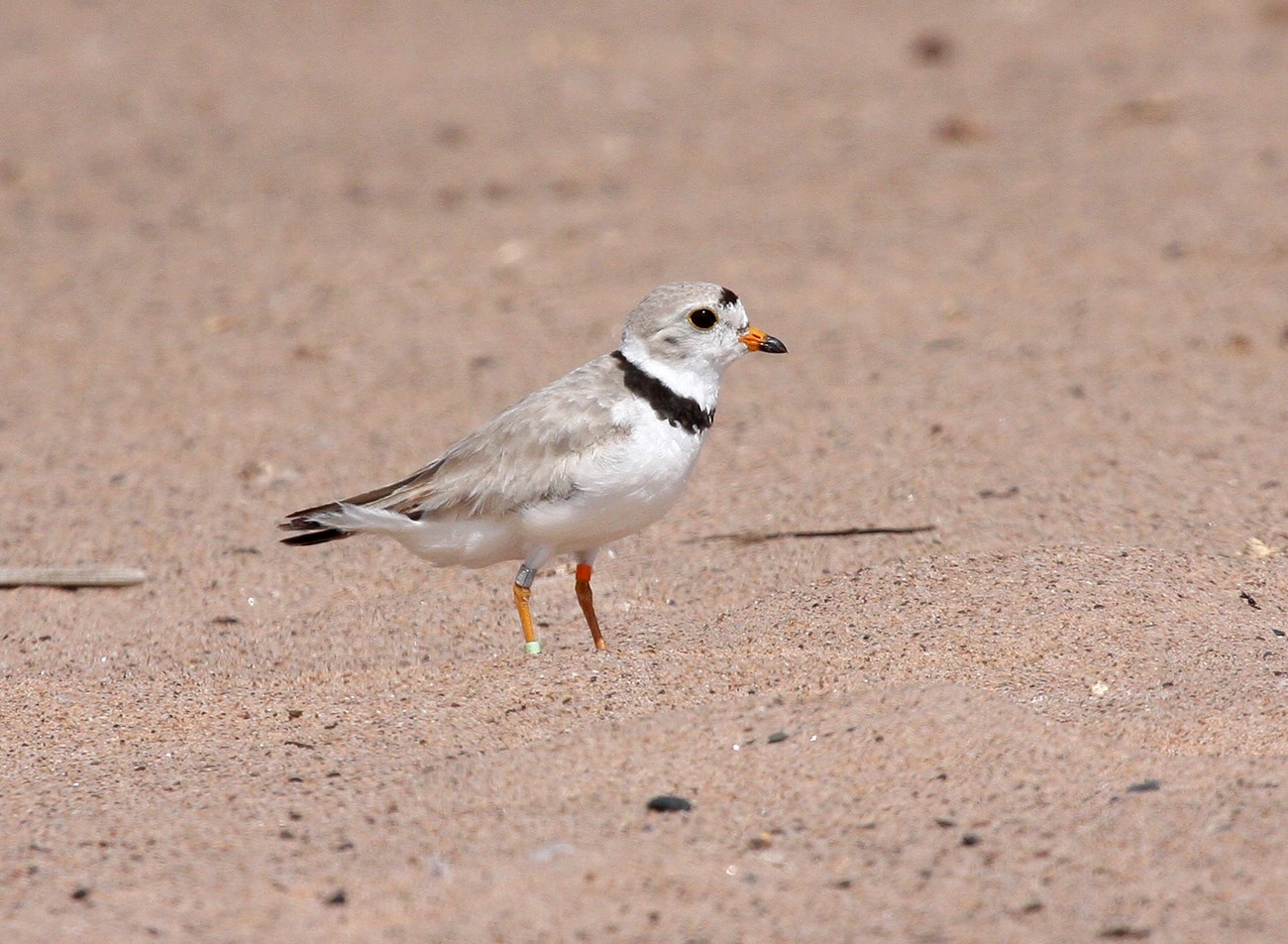 Piping Plover with leg bands. Small grey and black bird with tiny leg bands on orange legs standing on sand beach.