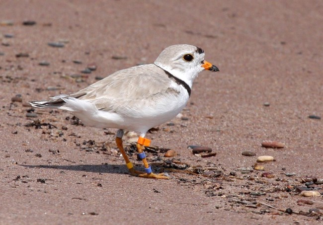 Small grey and black bird with tiny leg bands on orange legs standing on sand beach.