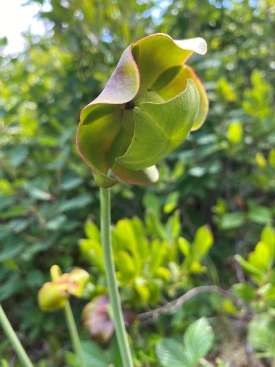 Northern Pitcher Plant (Sarracenia purpurea) Green plant folded over itself from a long stalk