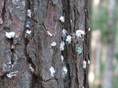 Tree with pitch tubes Popcorn-like residue oozes out of the side of a pine tree.