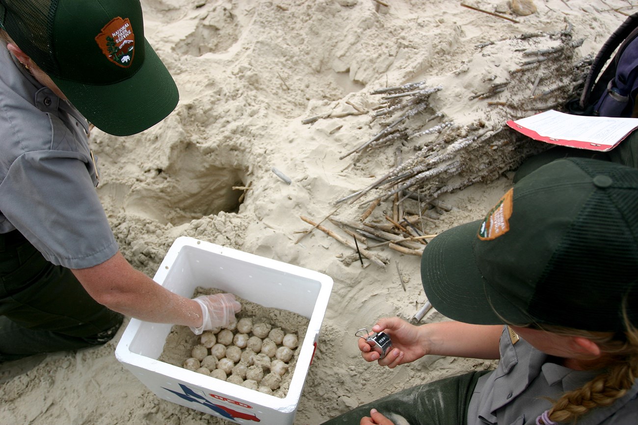 Two National Park Service employees place sea turtle eggs in an incubation box