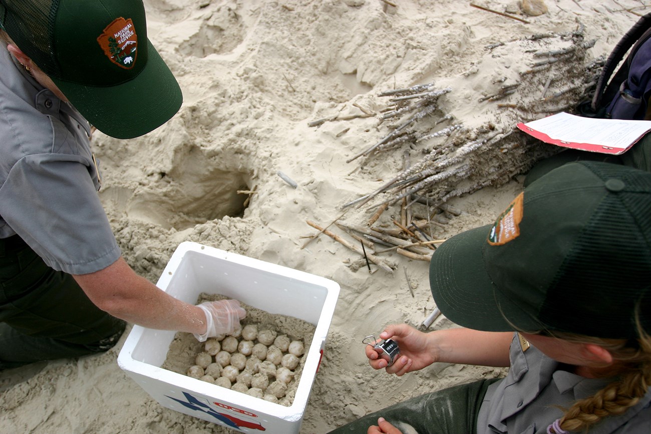 Placing sea turtle eggs in an incubation box Two National Park Service employees place sea turtle eggs in an incubation box