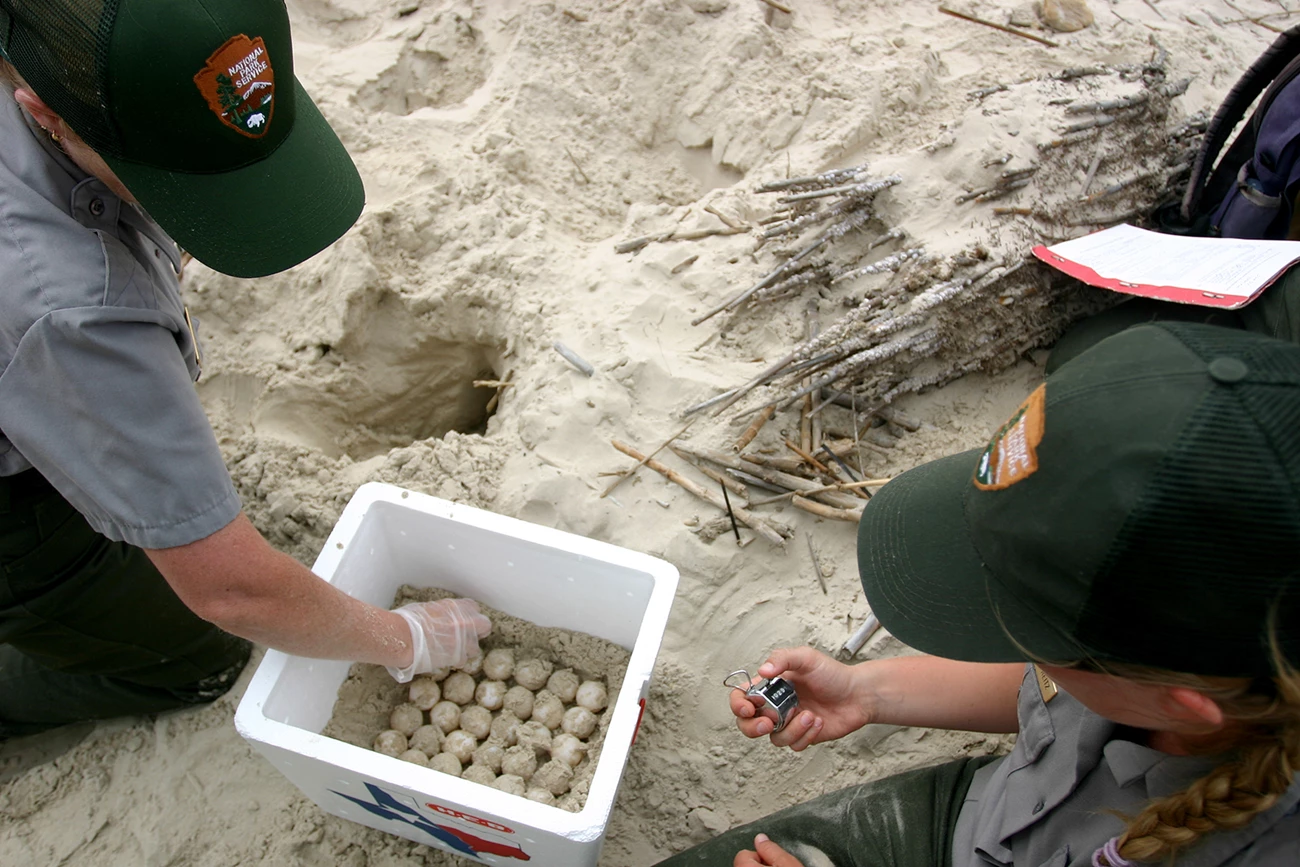 Placing sea turtle eggs in an incubation box Two National Park Service employees place sea turtle eggs in an incubation box