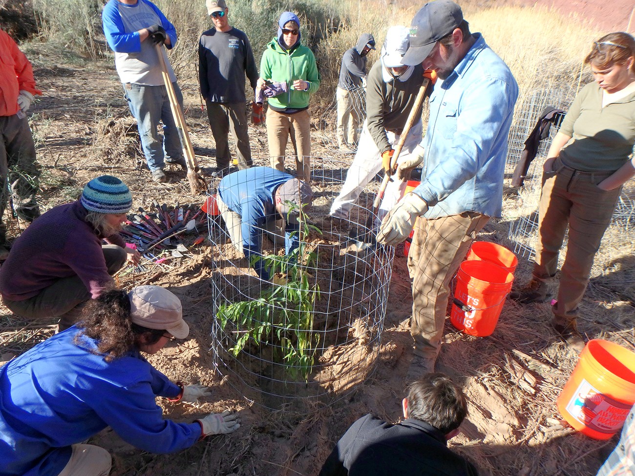 A group of men and women stand observing while some of them plant a tree and surround it with a wire cage.