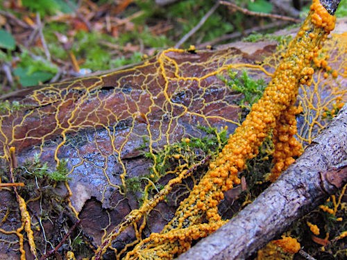 Slime Molds (U.S. National Park Service)