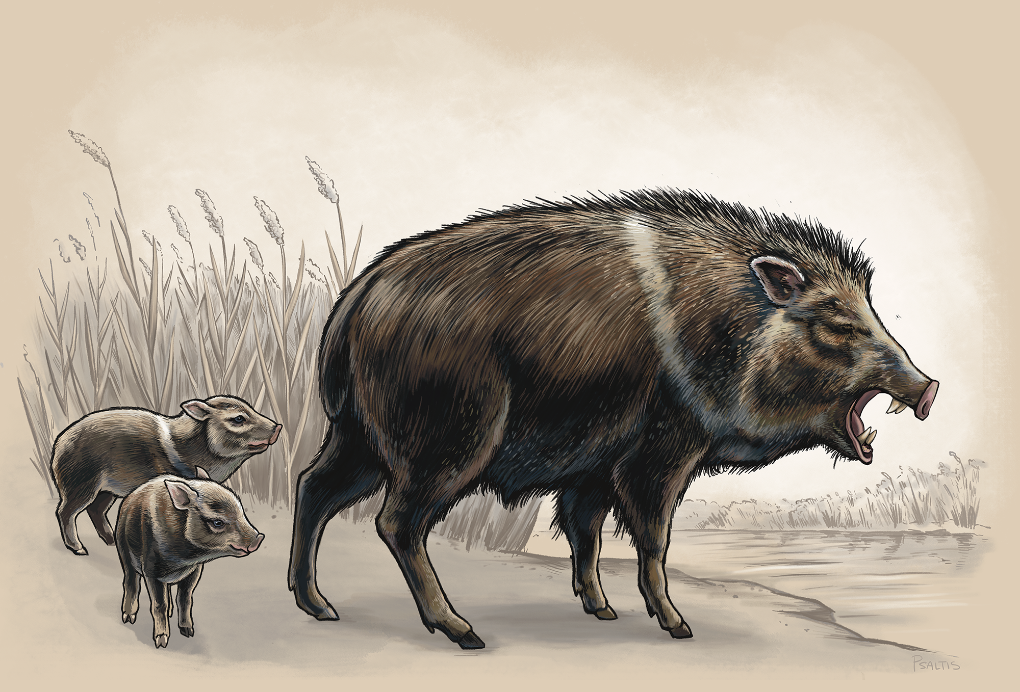 An illustration of an adult peccary, which resembles a dark-brown, bristly pig with small hooves, and two small, lighter-colored young.