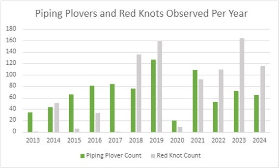 Plover and Red Knot survey Results The number of piping plover and red knots observed each year during International Shorebird Surveys on Assateague Island (MD), from 2013-2024.