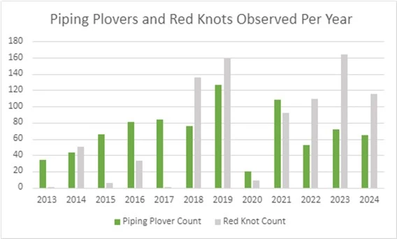 Plover and Red Knot survey Results The number of piping plover and red knots observed each year during International Shorebird Surveys on Assateague Island (MD), from 2013-2024.