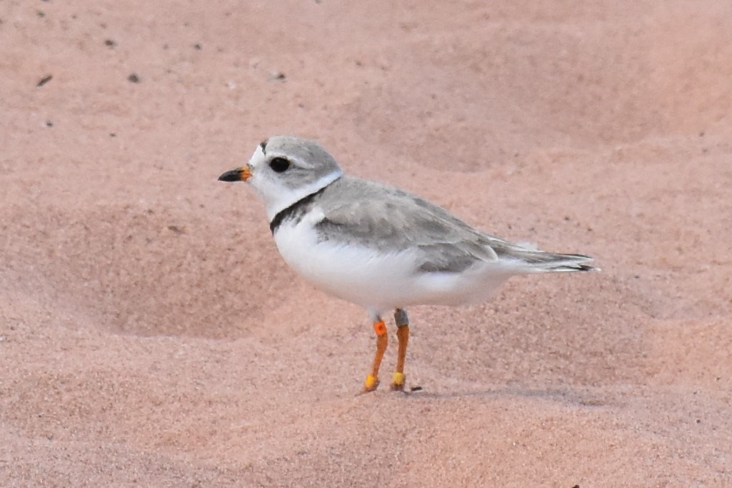 Small grey and black bird with tiny leg bands on orange legs standing on sand beach.