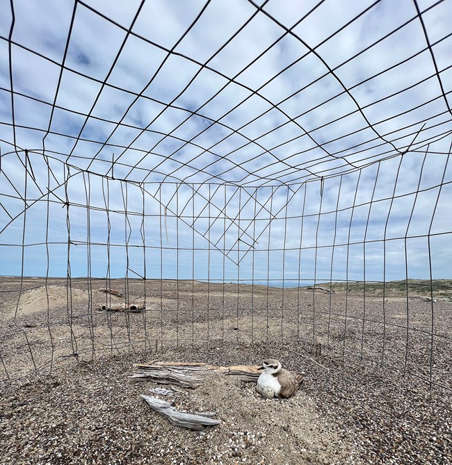 A small white and beige bird sits in a hollow in sand surrounded by a wire fence