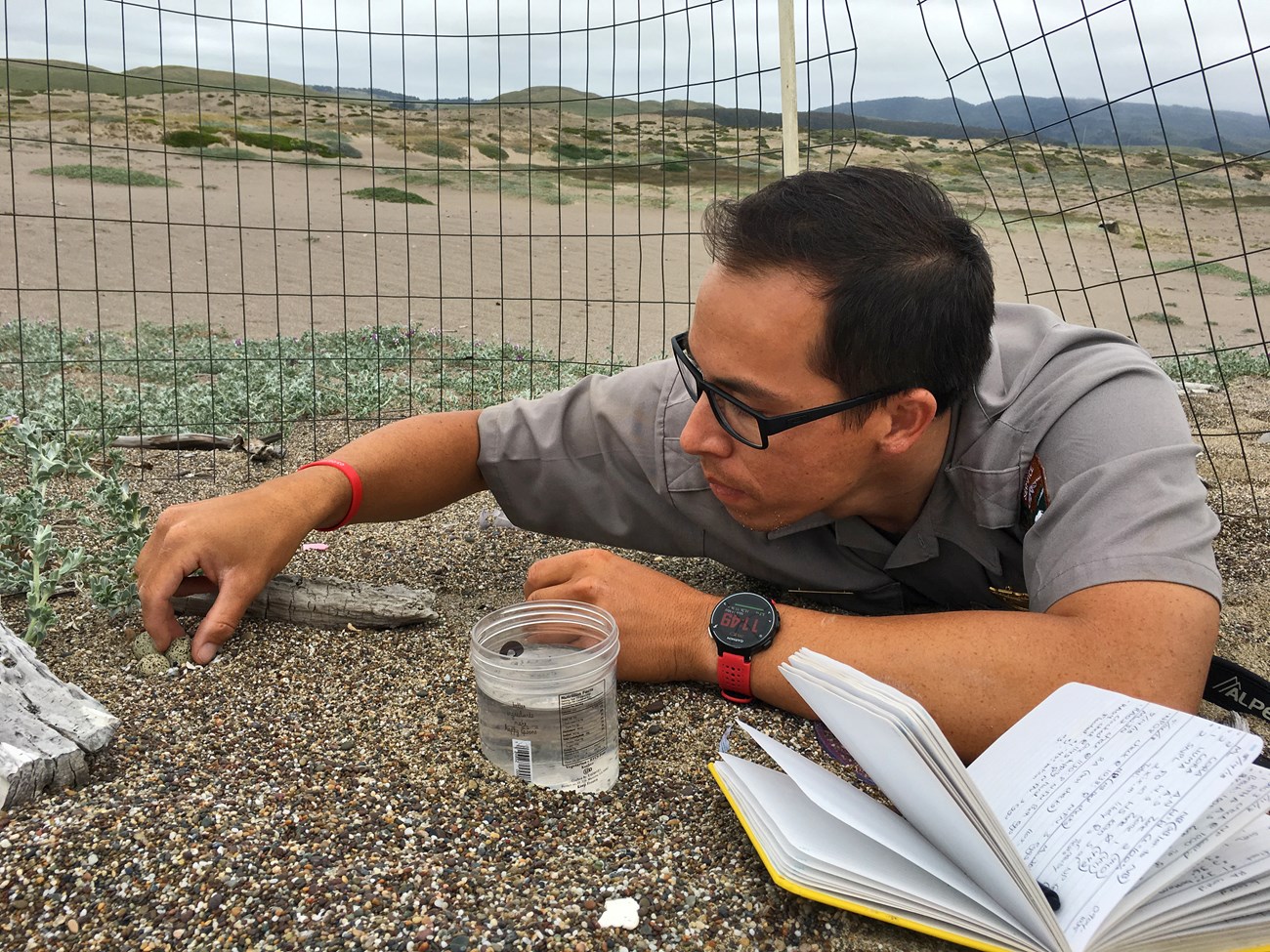 Matt, chest-down on the sand, gingerly lifting an egg out of a nest. A cup of water and a notebook are arranged in front of him.