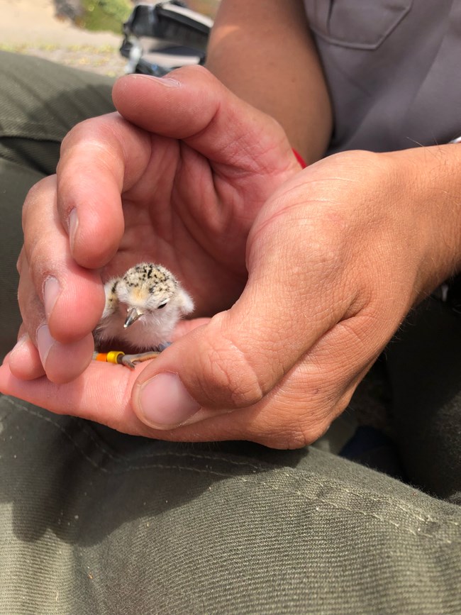 Tiny plover chick with colorful bands around its leg, in Matt’s gently cupped hands.