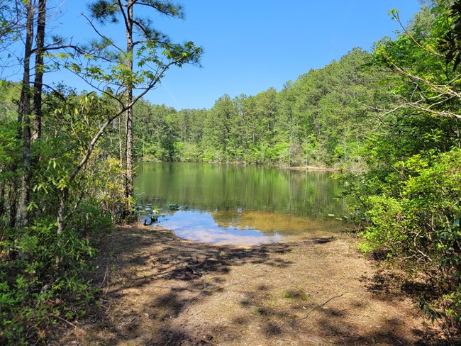 Pocomoke SF soft launch 2 Laura Scharle Water surrounded by trees.