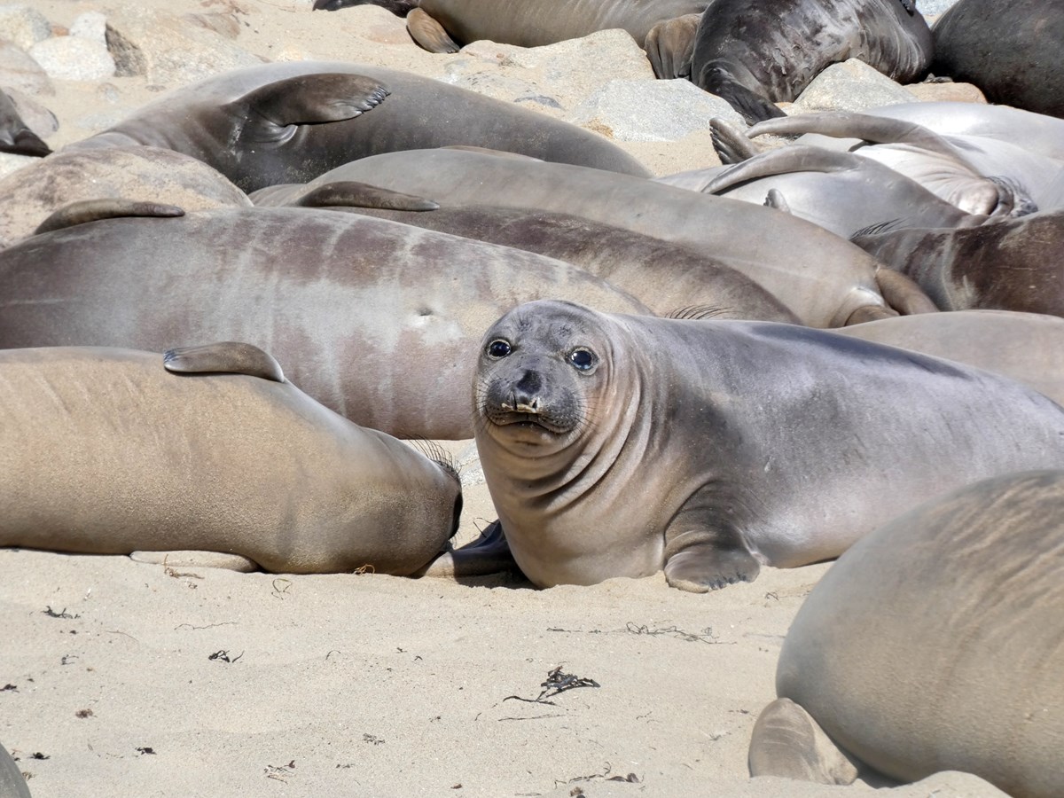 Northern Elephant Seal Pup northern-elephant-seal-pup