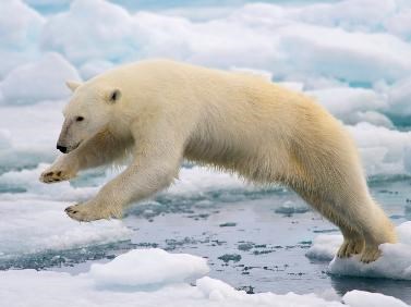 A polar bear leaps from one iceberg to another.