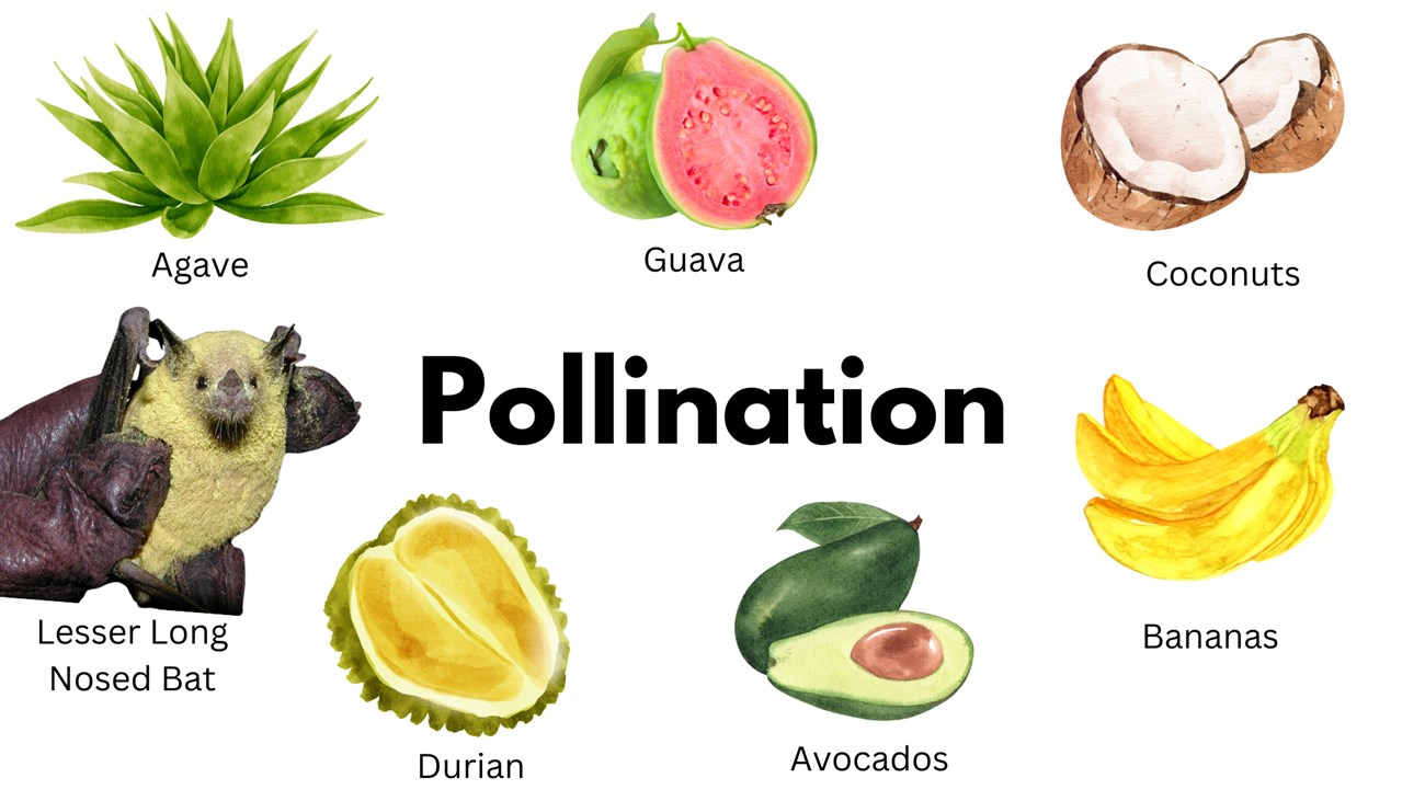 a list of foods that are pollinated by bats with image of a Lesser long nosed bat. Text reads: "Pollination, agave, guava, coconuts, bananas, avocados, durian"