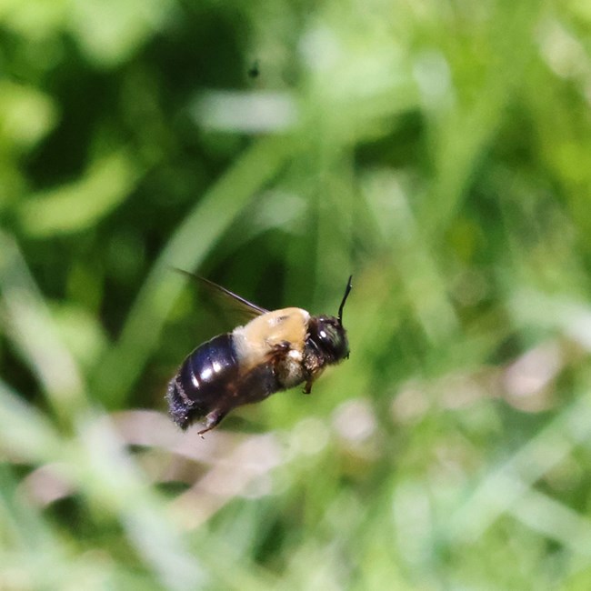 Pollinator Article Photo 1 _ Elle Bernbaum Side view of a black and yellow bee in flight against a blurred background of greenery.