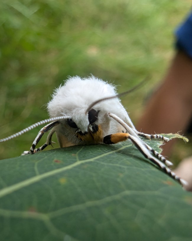 Pollinator Article Photo2 _ Elle Bernbaum A white fuzzy bug faces forward, resting on a green leaf. The bug has long white legs with black spots, and striped antennas.
