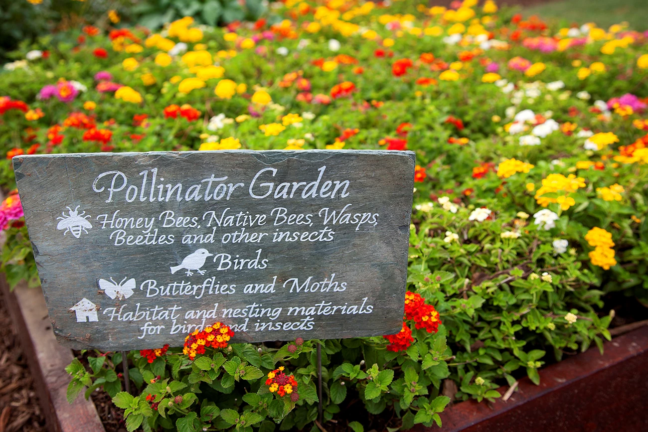 Pollinator garden at the White House A sign proclaims "pollinator garden" in front a colorful display of flowers.