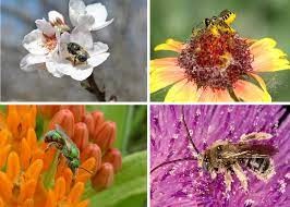 photo collage of bees