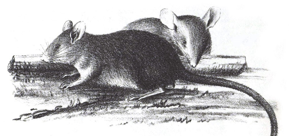 Illustration of a polynesian rat.