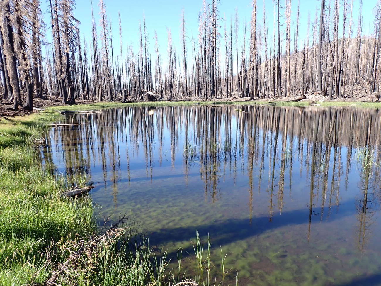 Shallow high mountain pond surrounded by dead trees.