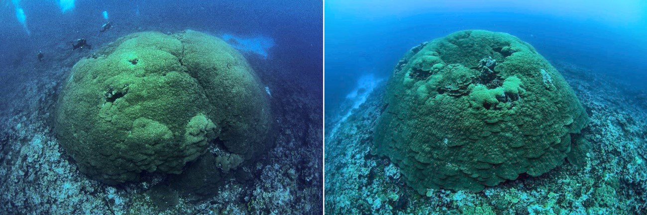 Views of two enormous coral colonies. In one image, divers are visible, and dwarfed by the colony's size.