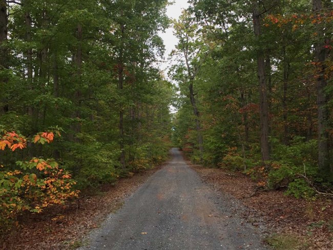 The now forested tract where Confederates seized control of the “Coaling” in the Battle of Port Republic Photo of gravel road extending in distance, framed by thick forest.