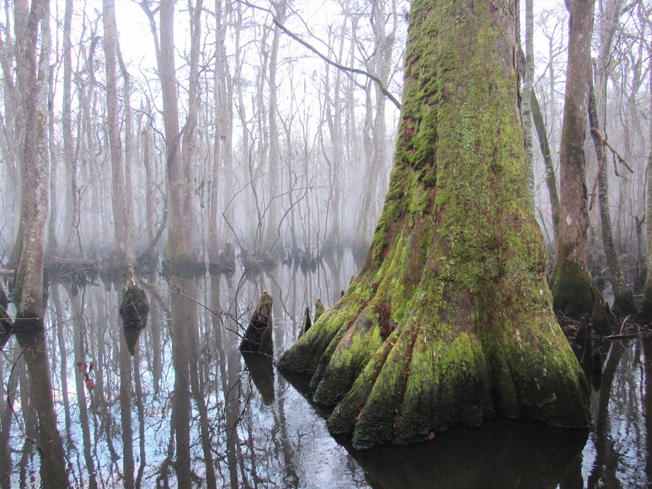 Photograph shows trees growing out of a large body of water.