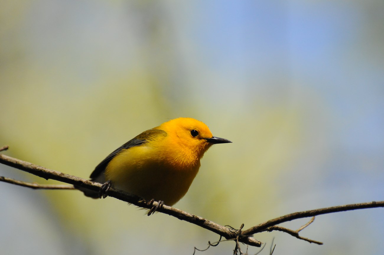 A small bird with a yellow head and a black body sits on a thin tree branch.
