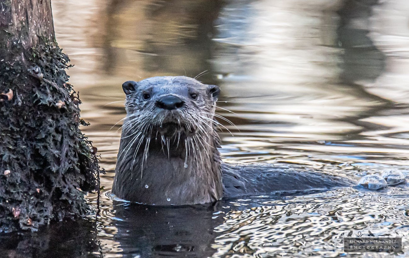 A curious otter pokes his head out of the water while swimming next to a tree and looks directly at a photographer