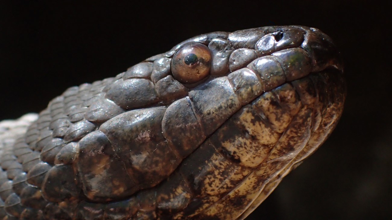 Closeup of the head of a brown snake with red eyes and a yellow chin.