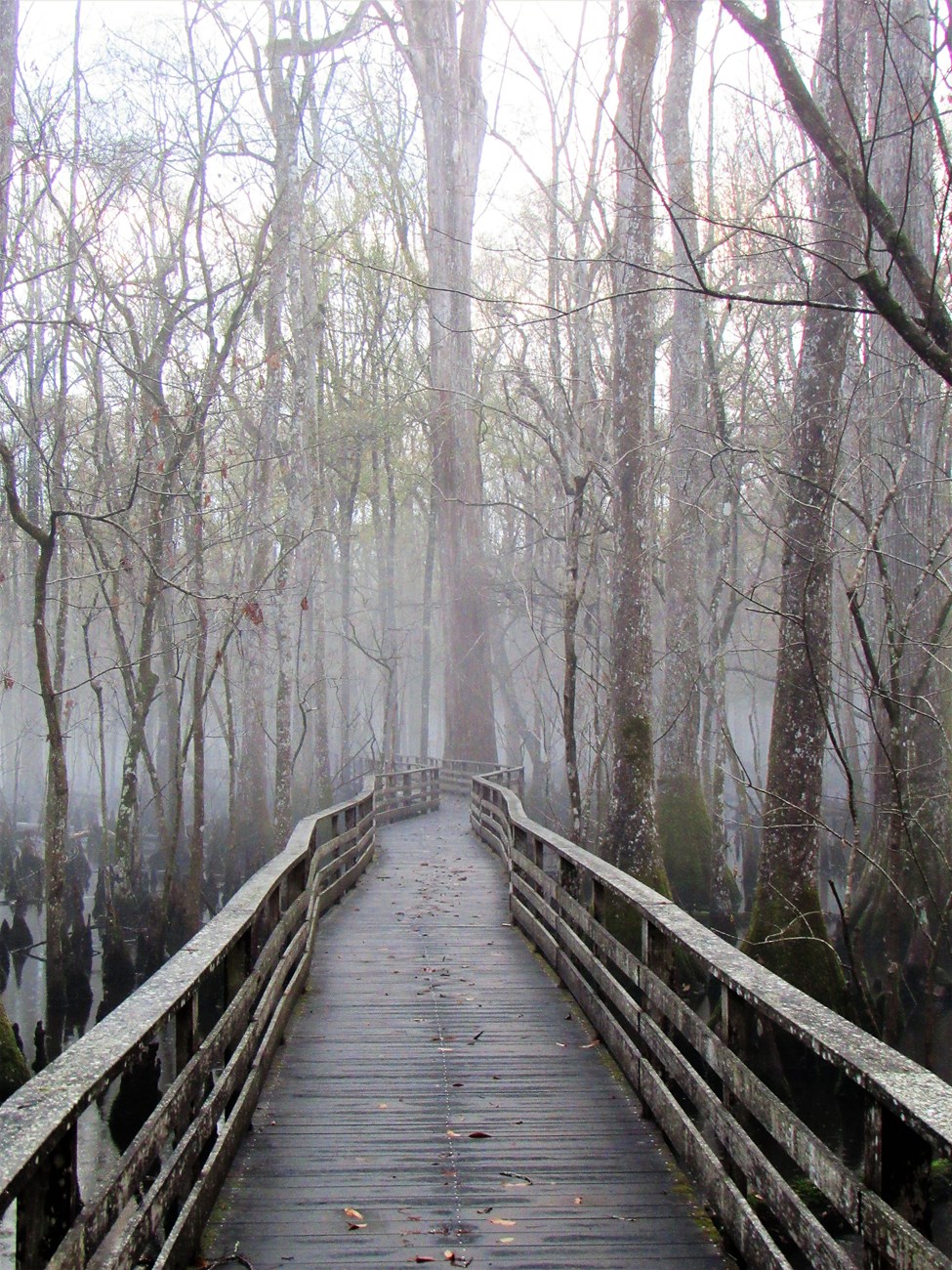 A wooden boardwalk snakes its way through leaf-less trees and into a thick fog.