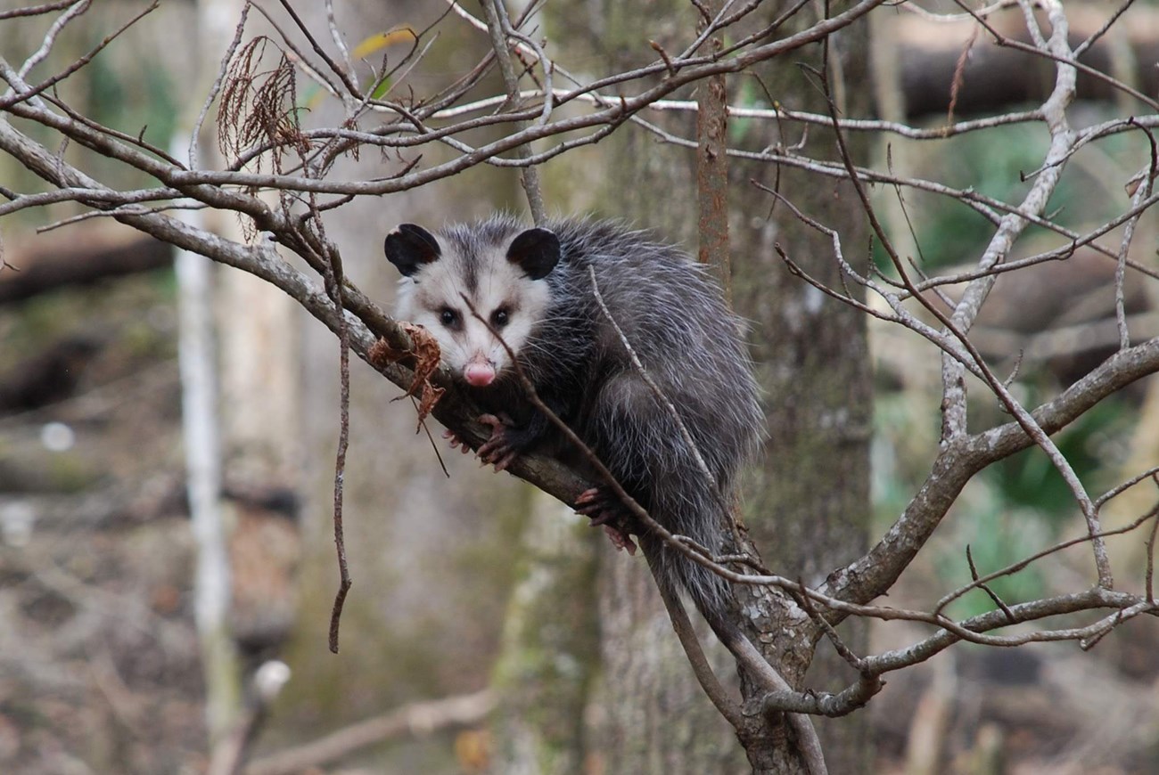 An opposum pokes his head out from the trees.