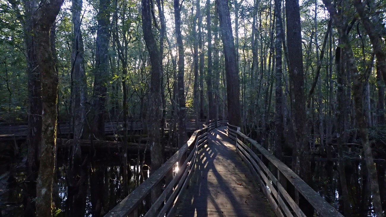 The sun pokes through the trees and the dark green foliage to reveal a wooden boardwalk.