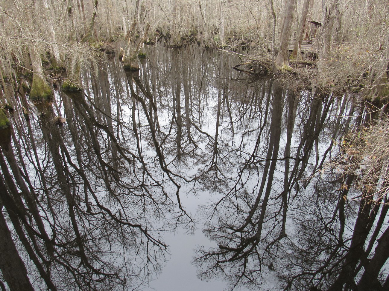 This image captures the water of the swamp. In the reflection of the water are the trunks of dozens of trees.