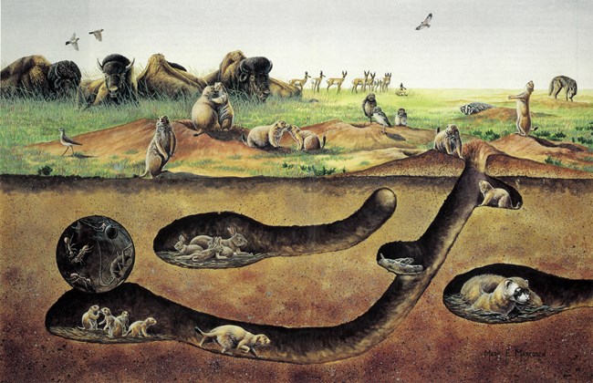 An artist's depiction of a prairie dog colony and the animals that utilize it.