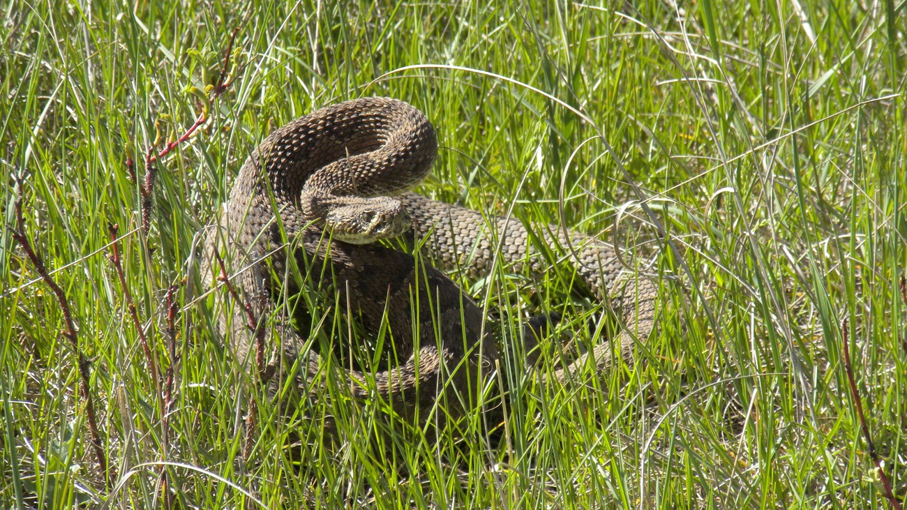 a brown rattlesnake with dark spots coiled up in the grass in a defensive position