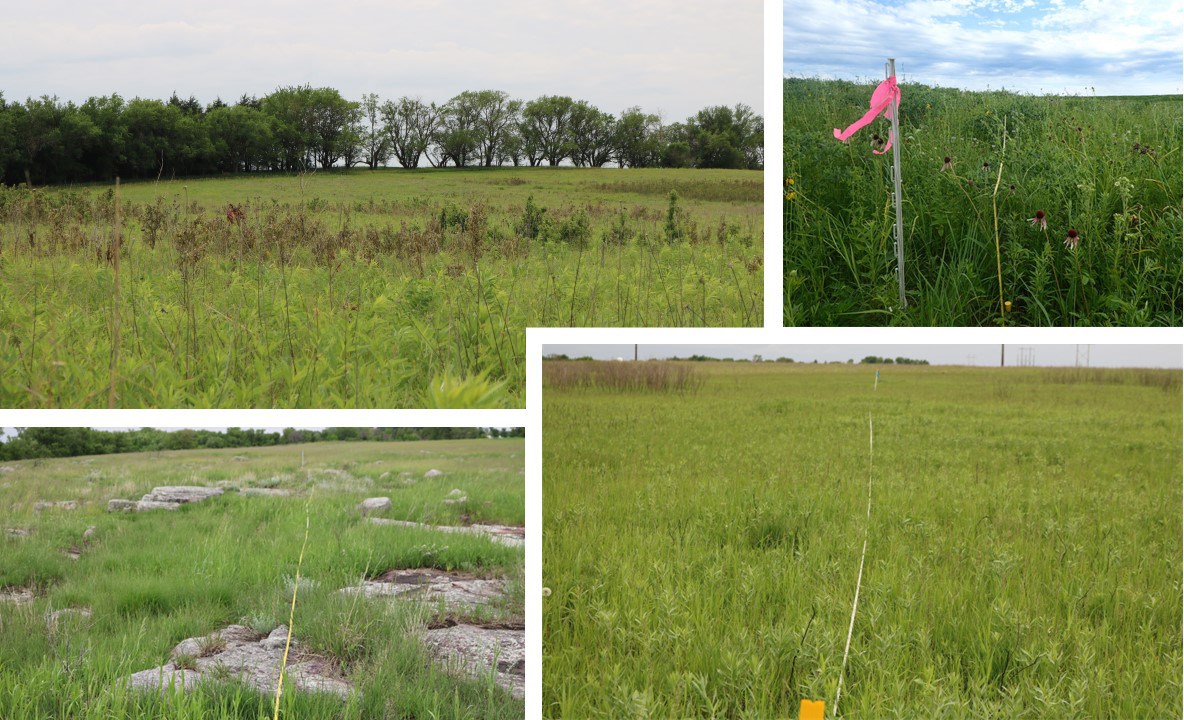 Four prairies with medium to tall plants and one with rock outcrops. Measuring tapes are stretched across three of them.