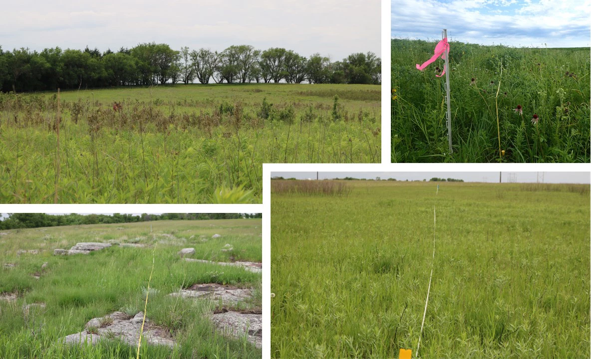 Tallgrass prairies at three parks Four prairies with medium to tall plants and one with rock outcrops. Measuring tapes are stretched across three of them.