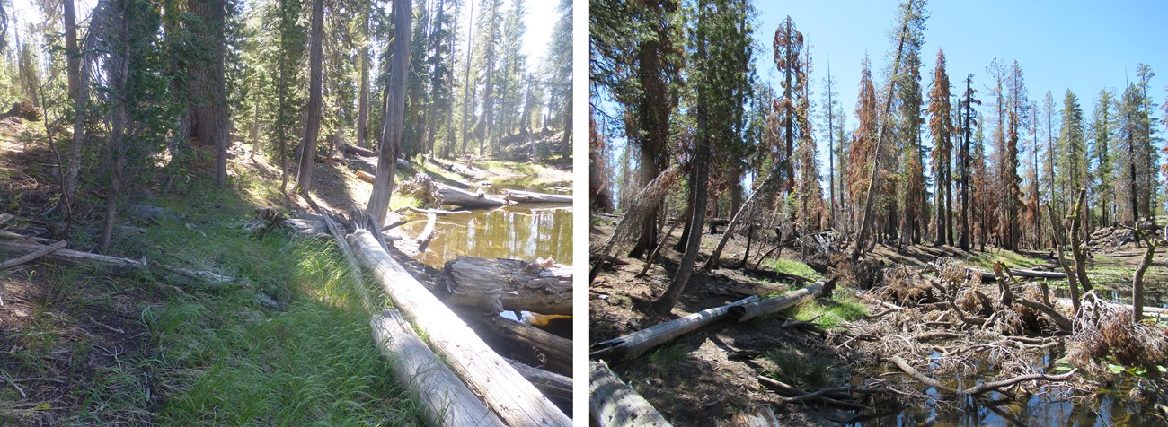 Panel of two photos of a lakeshore in the mountains. Left photo is unburned and right photo is burned.
