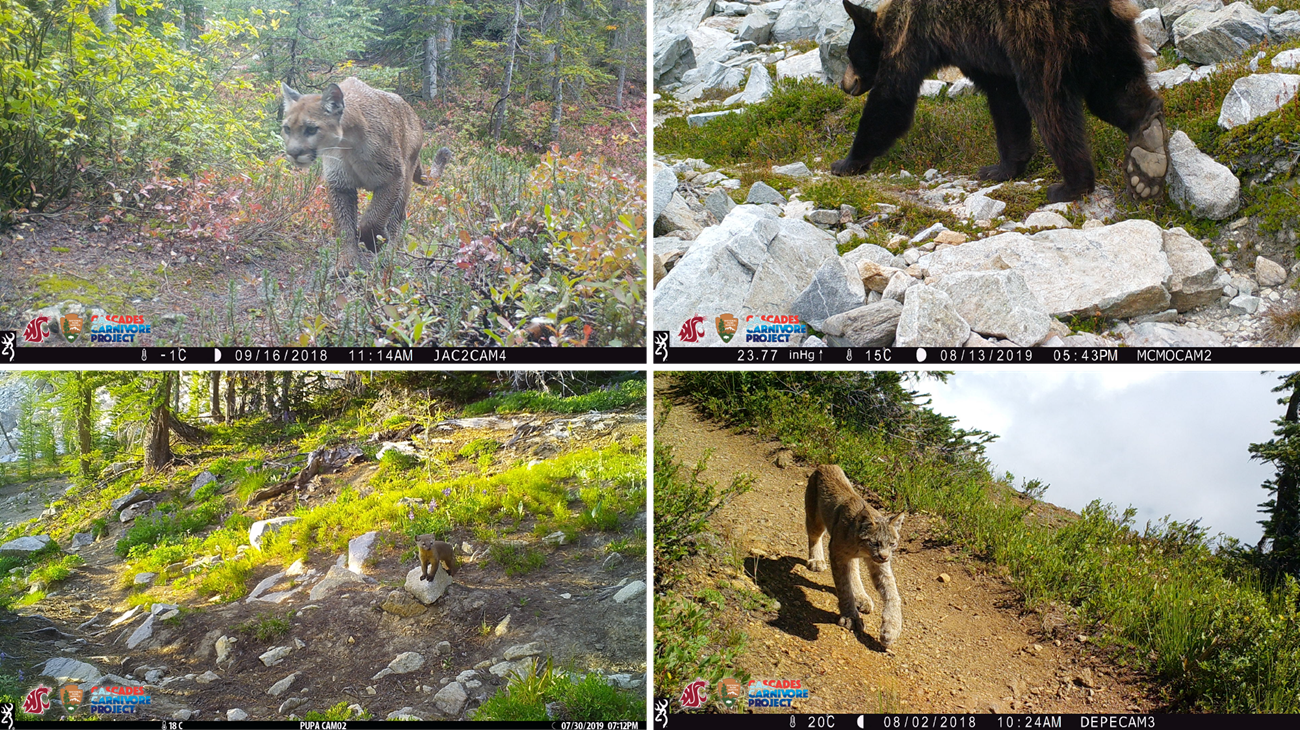 Four images: a cougar or mountain lion stalking toward camera, a black bear walking away from camera, a marten (weasel-like animal) sitting with its front legs on a rock, and a lynx with very large paws pacing down a trail.