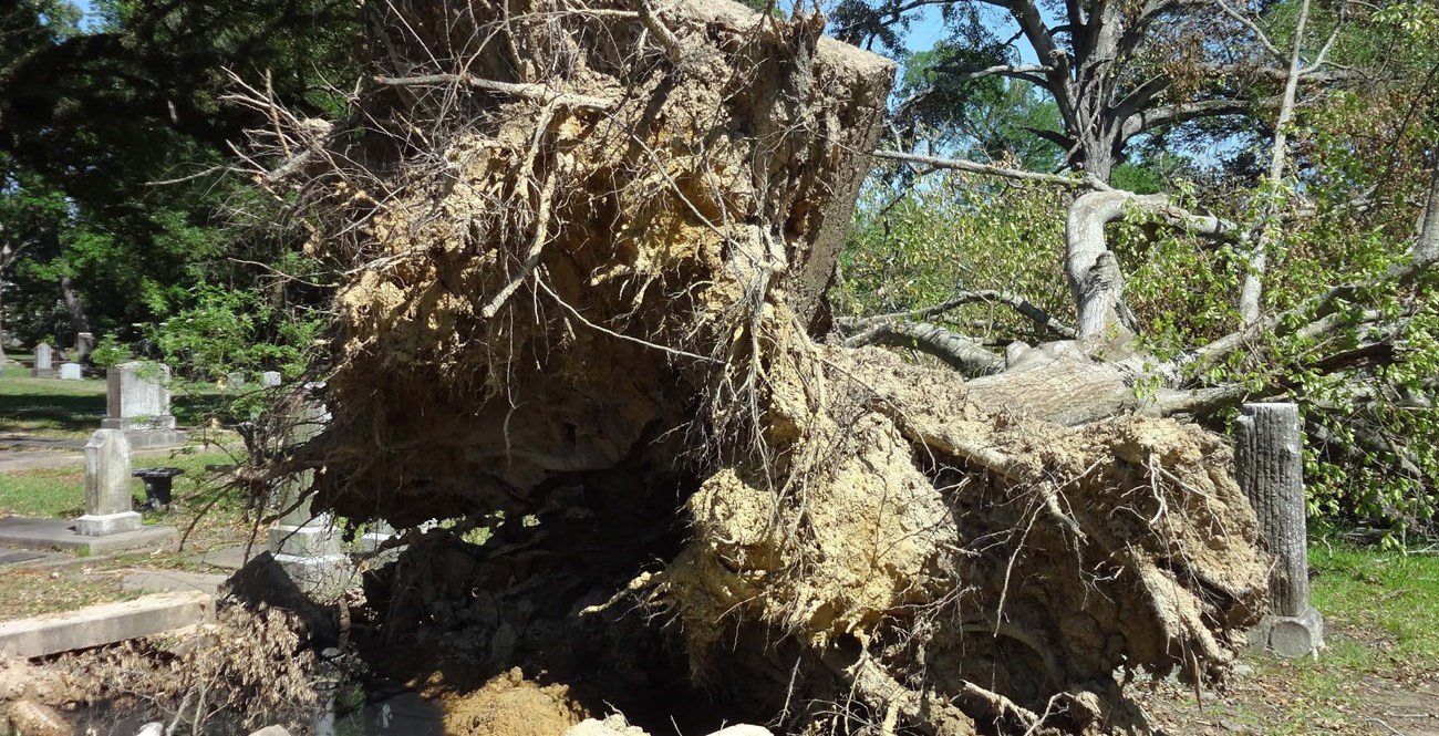 Large root ball from toppled tree in a cemetery. Burial monument stones can be seen in the background. Large root ball from toppled tree in a cemetery. Burial monument stones can be seen in the background.
