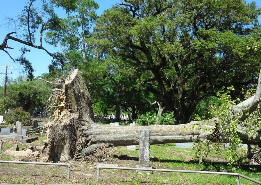 Large tree toppled over in a cemetery.  The entire rootball is exposed above ground.