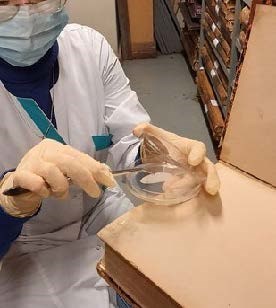 This photo shows a sample taken then placed in a petri dish (courtesy of Maria Dmitrieva). This photo shows a sample taken then placed in a petri dish (courtesy of Maria Dmitrieva).