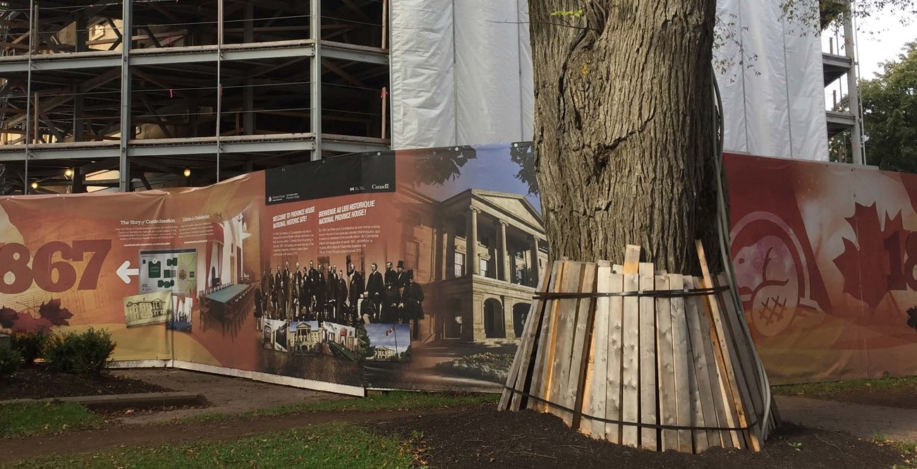 Barrier around tree in front of construction site