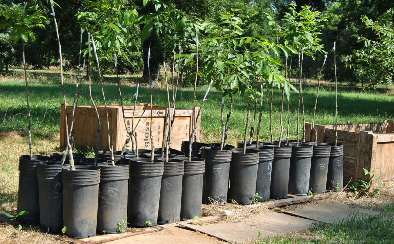 20 propagated pecan cuttings growing in containers